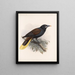 Aves Pl 33 - Frederick Du Cane Godman — framed artwork on a wall