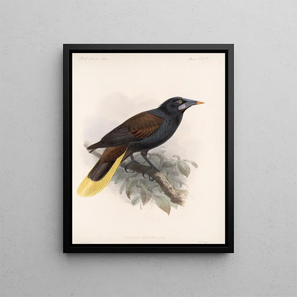 Aves Pl 33 - Frederick Du Cane Godman — framed artwork on a wall