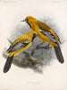 Aves Pl 34 - Frederick Du Cane Godman — artwork view