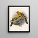 Aves Pl 34 - Frederick Du Cane Godman — framed artwork on a wall
