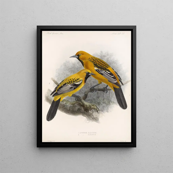 Aves Pl 34 - Frederick Du Cane Godman — framed artwork on a wall