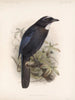 Aves Pl 35 - Frederick Du Cane Godman — artwork view
