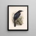 Aves Pl 35 - Frederick Du Cane Godman — framed artwork on a wall