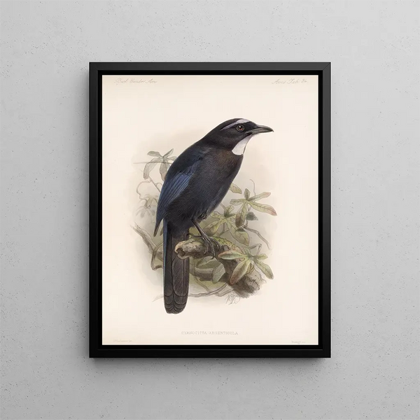Aves Pl 35 - Frederick Du Cane Godman — framed artwork on a wall