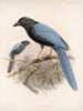 Aves Pl 36 - Frederick Du Cane Godman — artwork view