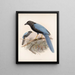 Aves Pl 36 - Frederick Du Cane Godman — framed artwork on a wall