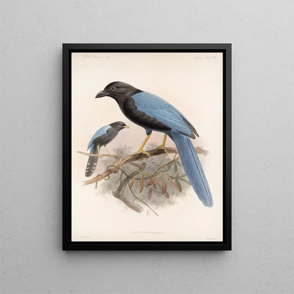 Aves Pl 36 - Frederick Du Cane Godman — framed artwork on a wall