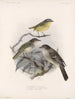 Aves Pl 37 - Frederick Du Cane Godman — artwork view