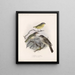 Aves Pl 37 - Frederick Du Cane Godman — framed artwork on a wall