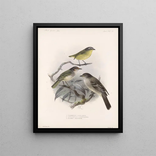 Aves Pl 37 - Frederick Du Cane Godman — framed artwork on a wall