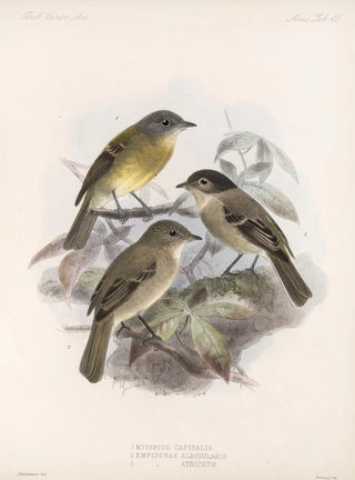 Frederick DuCane Godman - Aves Pl 41.webp