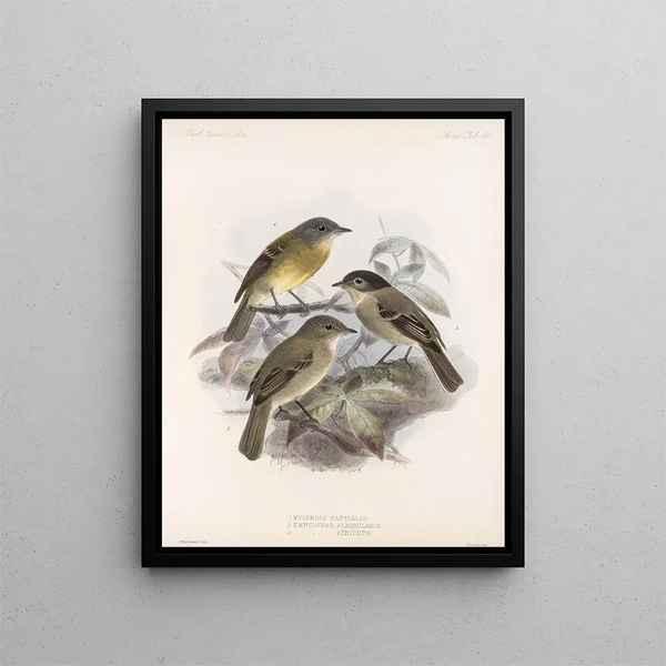 Aves Pl 41 - Frederick Du Cane Godman — framed artwork on a wall