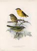 Aves Pl 42 - Frederick Du Cane Godman — artwork view