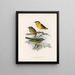 Aves Pl 42 - Frederick Du Cane Godman — framed artwork on a wall