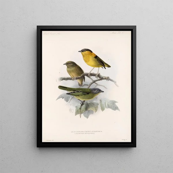 Aves Pl 42 - Frederick Du Cane Godman — framed artwork on a wall
