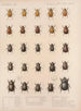 Insectes Coléoptères Pl 018 - Frederick Du Cane Godman — artwork view