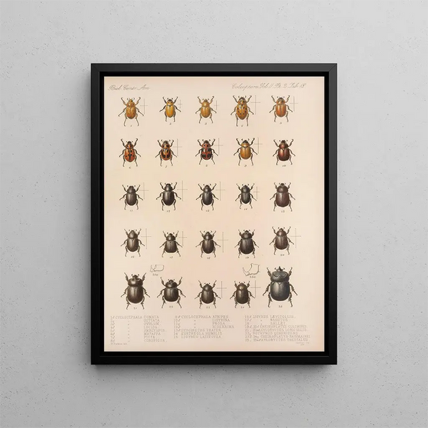 Insectes Coléoptères Pl 018 - Frederick Du Cane Godman — framed artwork on a wall