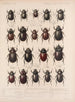 Insectes Coléoptères Pl 019 - Frederick Du Cane Godman — artwork view