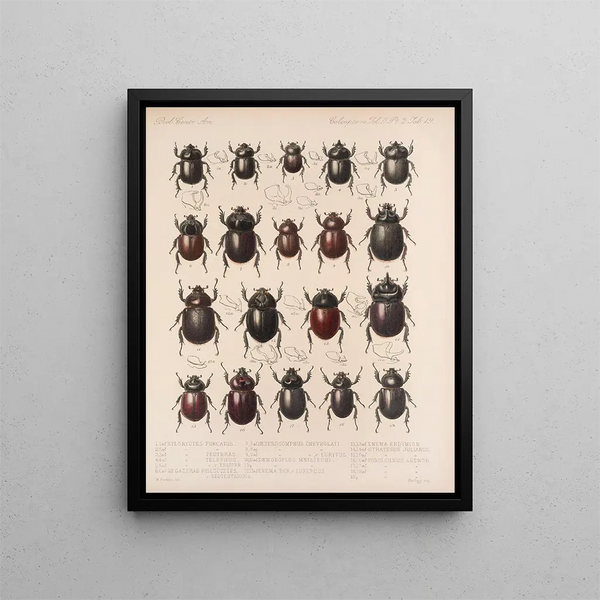 Insectes Coléoptères Pl 019 - Frederick Du Cane Godman — framed artwork on a wall