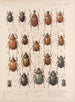 Insectes Coléoptères Pl 020 - Frederick Du Cane Godman — artwork view