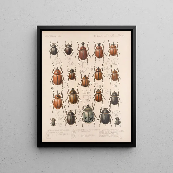 Insectes Coléoptères Pl 020 - Frederick Du Cane Godman — framed artwork on a wall