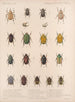 Insectes Coléoptères Pl 021 - Frederick Du Cane Godman — artwork view