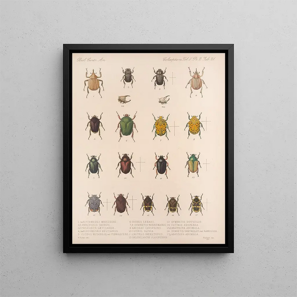 Insectes Coléoptères Pl 021 - Frederick Du Cane Godman — framed artwork on a wall