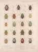 Insectes Coléoptères Pl 022 - Frederick Du Cane Godman — artwork view