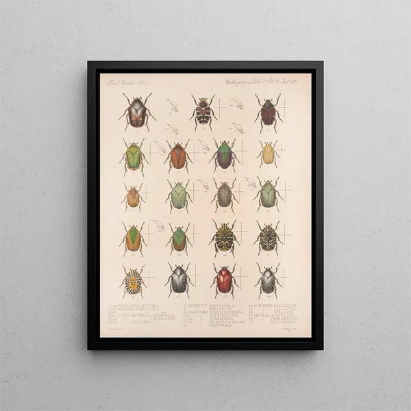 Insectes Coléoptères Pl 022 - Frederick Du Cane Godman — framed artwork on a wall