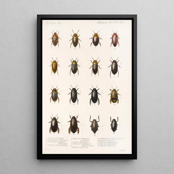 Insecta Coleoptera Pl 038 - Frederick DuCane Godman — framed artwork on a wall