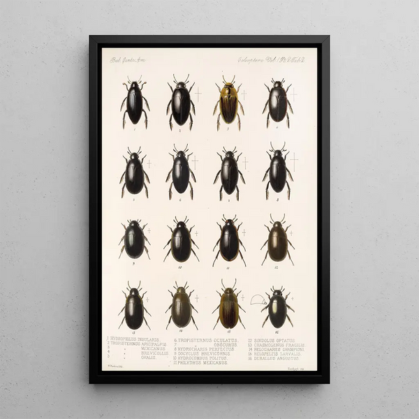 Insecta Coleoptera Pl 039 - Frederick DuCane Godman — framed artwork on a wall