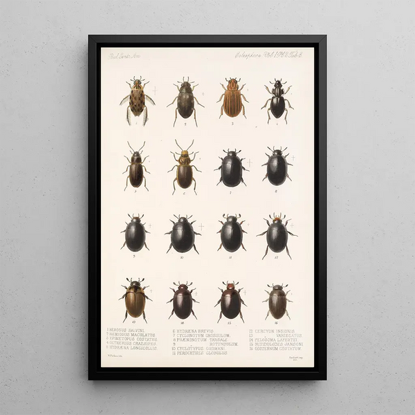 Insecta Coleoptera Pl 040 - Frederick DuCane Godman — framed artwork on a wall