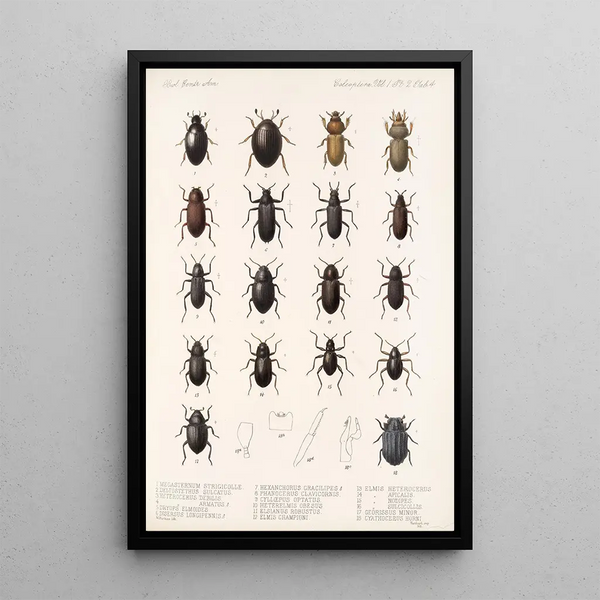 Insecta Coleoptera Pl 041 - Frederick DuCane Godman — framed artwork on a wall