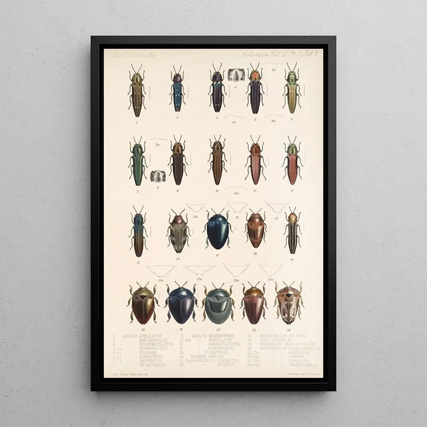 Insecta Coleoptera Pl 063 - Frederick DuCane Godman — framed artwork on a wall