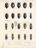 Insectes Coléoptères Pl 064 - Frederick Du Cane Godman — artwork view