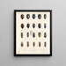 Insectes Coléoptères Pl 064 - Frederick Du Cane Godman — framed artwork on a wall