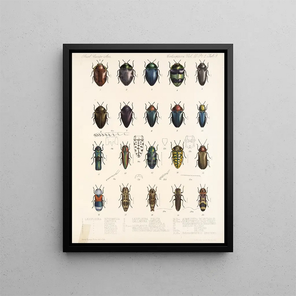 Insectes Coléoptères Pl 064 - Frederick Du Cane Godman — framed artwork on a wall