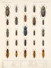 Insects Beetles Pl 067 - Frederick Du Cane Godman — artwork view