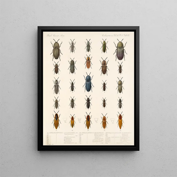 Insects Beetles Pl 067 - Frederick Du Cane Godman — framed artwork on a wall