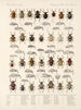 Insects Beetles Pl 158 - Frederick Du Cane Godman — artwork view