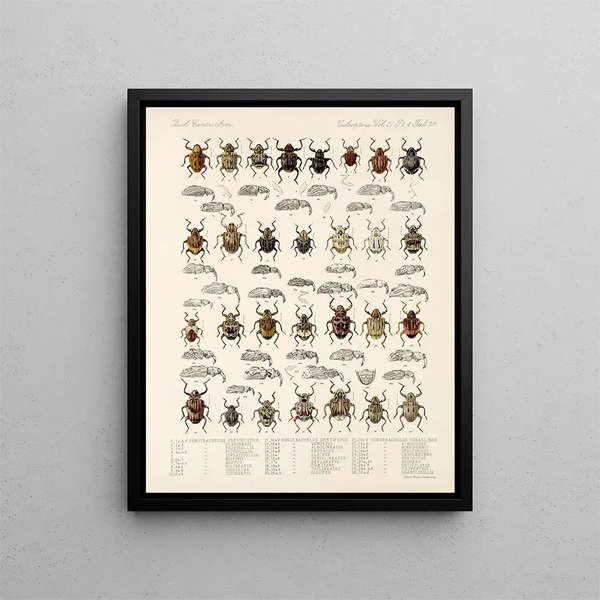 Insects Beetles Pl 158 - Frederick Du Cane Godman — framed artwork on a wall