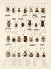 Insectes Coléoptères Pl 159 - Frederick Du Cane Godman — artwork view