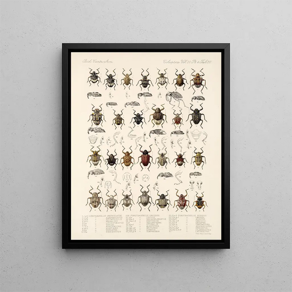 Insectes Coléoptères Pl 159 - Frederick Du Cane Godman — framed artwork on a wall