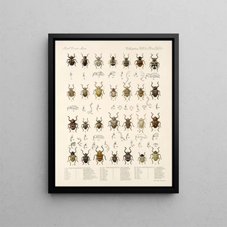 Frederick DuCane Godman - Insecta Coleoptera Pl 160.webp
