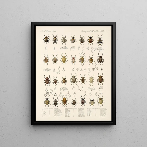 Insectes Coléoptères Pl 160 - Frederick Du Cane Godman — framed artwork on a wall