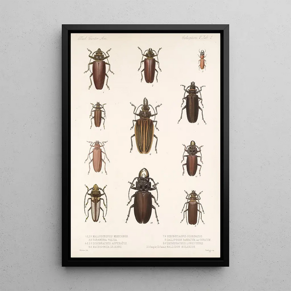Insecta Coleoptera Pl 207 - Frederick DuCane Godman — framed artwork on a wall
