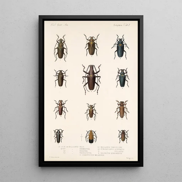 Insecta Coleoptera Pl 208 - Frederick DuCane Godman — framed artwork on a wall