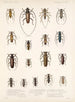 Insectes Coléoptères Pl 209 - Frederick Du Cane Godman — artwork view