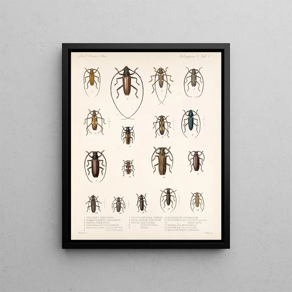 Insectes Coléoptères Pl 209 - Frederick Du Cane Godman — framed artwork on a wall