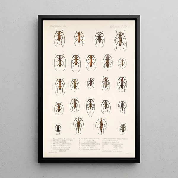 Insecta Coleoptera Pl 210 - Frederick DuCane Godman — framed artwork on a wall